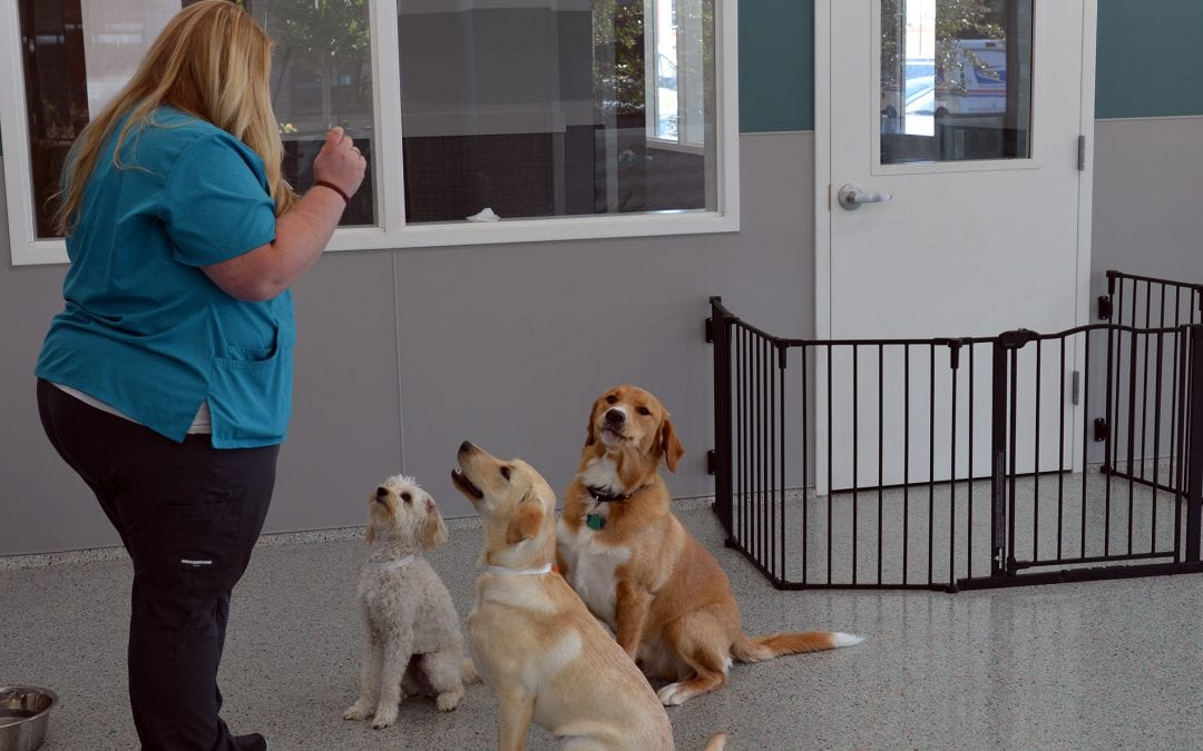 Tips For Making Your Pet’s Daycare Visit a Success