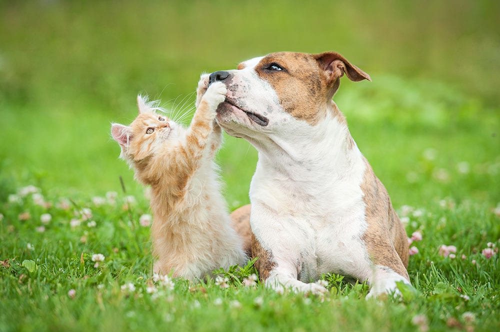 Image of a kitten playing with a dogs nose.